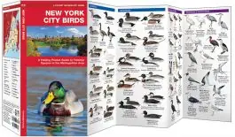 Super Sale New York City Birds (Pocket Naturalist® Guide)