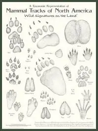 Mammal Tracks of North America Poster: Wild Signatures on the Land Discount