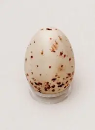 Vulture (Turkey) Egg Replica Big Sale