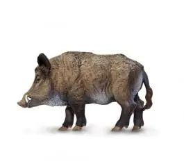 Best Price Boar Model