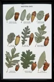 Oak Leaf and Acorn Display (Western Oaks) New Release