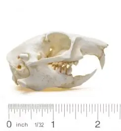 Prairie Dog Skull Replica Budget