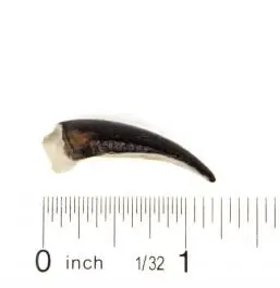 Brand New Turtle (Snapping) Claw Replica