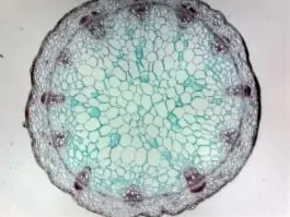 Stem, monocot and dicot comparison (prepared microscope slide) Get Yours