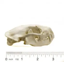 Skunk (Striped) Skull Replica Free Delivery