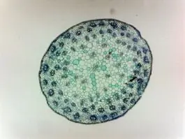 Weekend Sale Stem, corn, cross-section (prepared microscope slide)