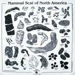 Direct From Factory Animal Scat Scarf: Ecru/Natural Cotton (Acorn Naturalists' Identification Bandana)