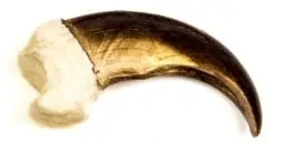 Reduced Price Bear (Black) Claw Replica