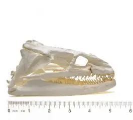Price Drop Eel (Moray) Skull Replica