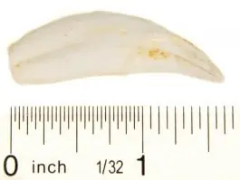 Professional Grade Cougar Canine Tooth Replica