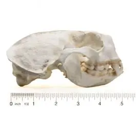 Buy Direct Otter (Sea) Skull Replica
