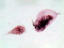 Authentic Daphnia and Cyclops, whole mount (prepared microscope slide)