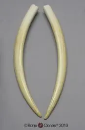 Walrus Tusk Replicas (Matched Pair) Express Delivery