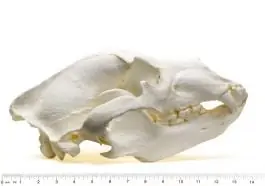 Bear Skull Replica (Grizzly) Hassle-Free Returns
