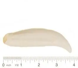 Orca Canine Tooth Replica Instant Buy