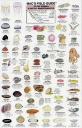 Direct From Manufacturer Mac's Field Guide® to California Coastal Invertebrates (Laminated)