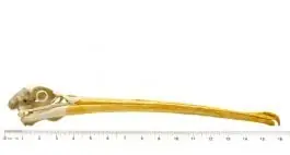 Pelican (White) Skull Replica Direct From Manufacturer
