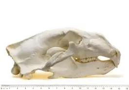 Express Delivery Bear (Polar) Skull Replica