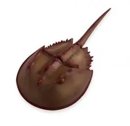 Clearance Crab (Horseshoe) Model