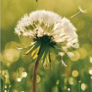 Special Discount Guest Card: Prayer Request (Package of 50)