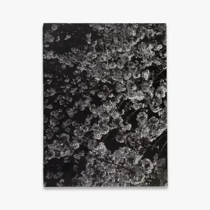 Popular Daido Moriyama – Record 2