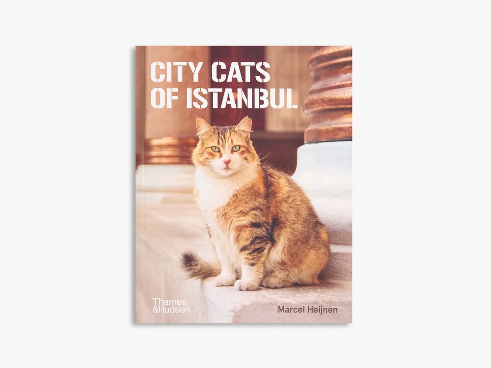 Save Now City Cats of Istanbul